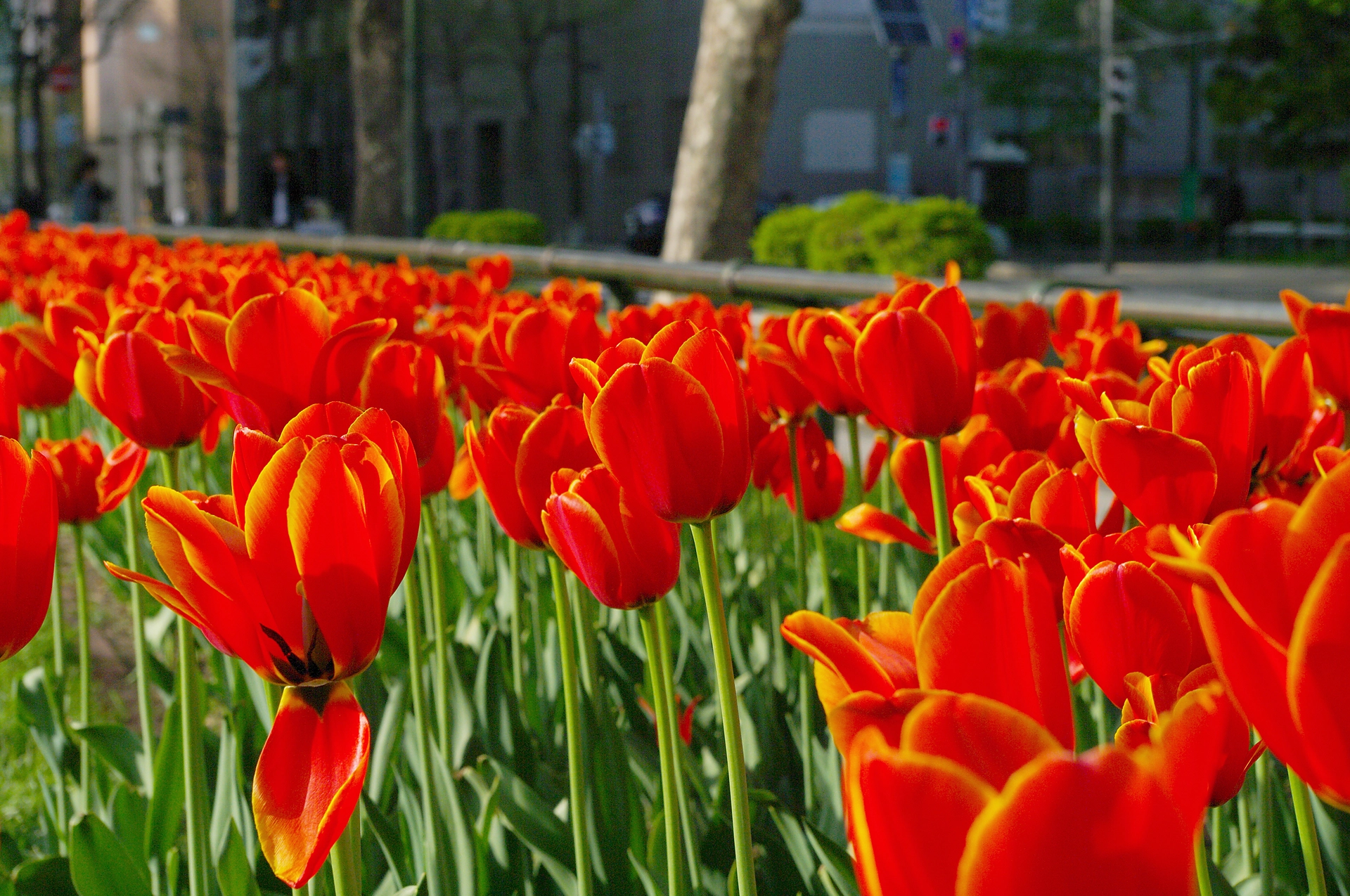 札幌のチューリップ