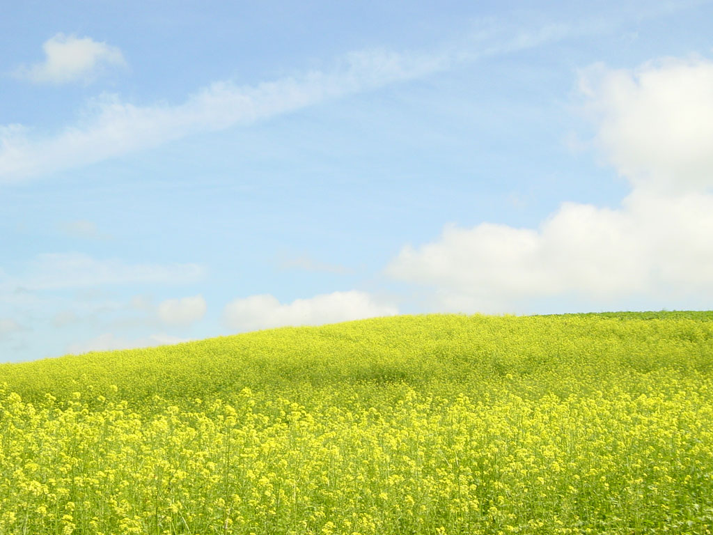 菜の花畑